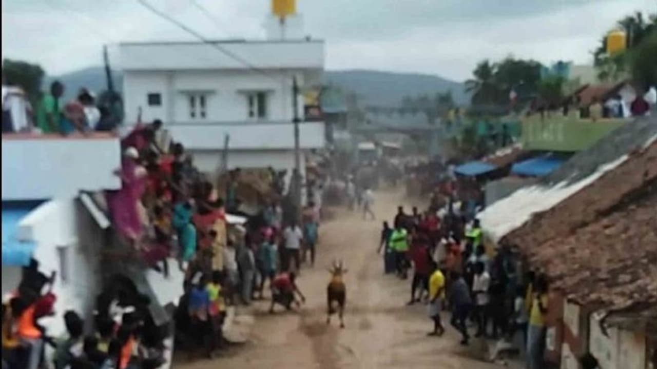 ಜಲ್ಲಿಕಟ್ಟು ತಂದ ಆಪತ್ತು: 3 ಸಾವು, 30ಕ್ಕೂ ಹೆಚ್ಚು ಜನರಿಗೆ ಗಾಯ..!