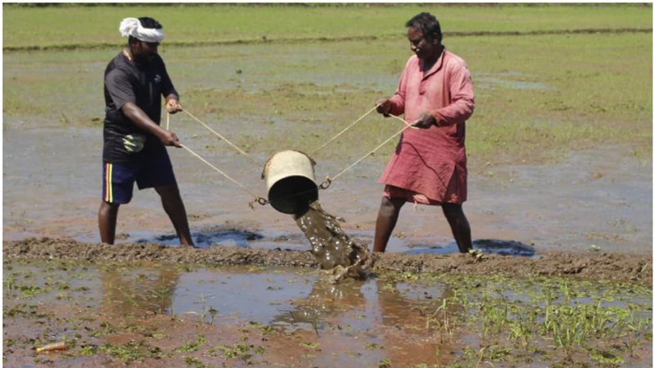 മഴ ദുരിതത്തിലാക്കി; വെള്ളം തേകിയും, ചക്രം ചവിട്ടിയും വയല് സംരക്ഷിക്കാന് പാടുപെട്ട് കര്ഷകര് മഴ ദുരിതത്തിലാക്കി; വെള്ളം തേകിയും, ചക്രം ചവിട്ടിയും വയല് സംരക്ഷിക്കാന് പാടുപെട്ട് കര്ഷകര്