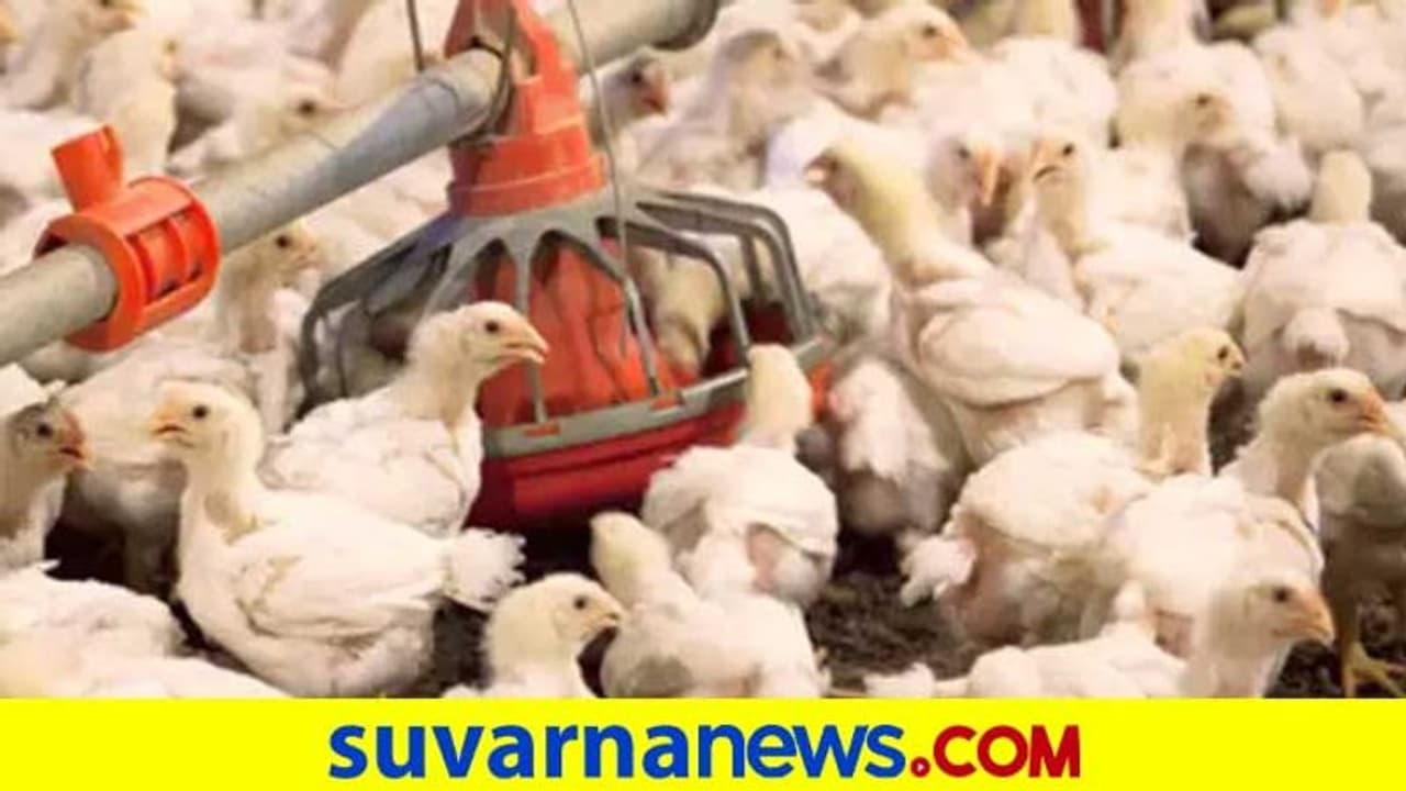 ದಾವಣಗೆರೆ ಜಿಲ್ಲೆಯಲ್ಲಿ ಹಕ್ಕಿ ಜ್ವರದ ಭೀತಿ: ಜಿಲ್ಲಾಡಳಿತಕ್ಕೆ ಮಾಹಿತಿನೇ ಇಲ್ವಾ? ದಾವಣಗೆರೆ ಜಿಲ್ಲೆಯಲ್ಲಿ ಹಕ್ಕಿ ಜ್ವರದ ಭೀತಿ: ಜಿಲ್ಲಾಡಳಿತಕ್ಕೆ ಮಾಹಿತಿನೇ ಇಲ್ವಾ?