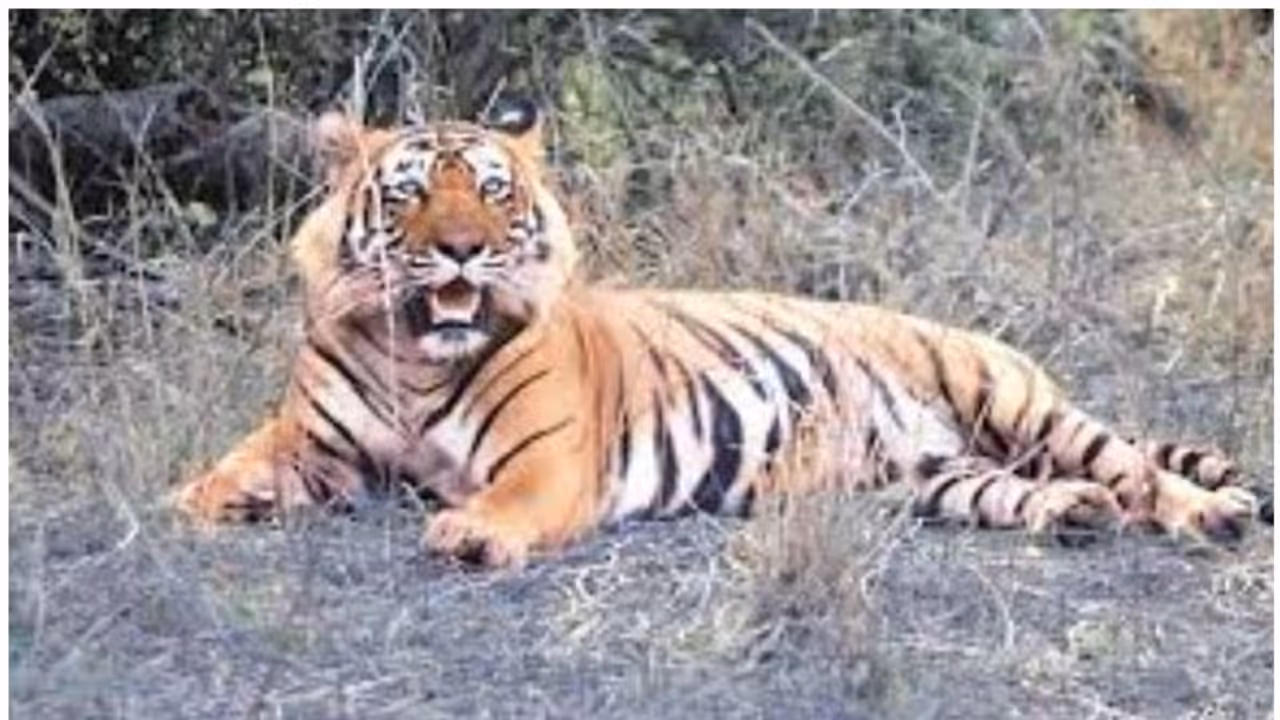 കടുവകള്‍ തമ്മിലെ പോര്; രാജസ്ഥാനില്‍ പെണ്‍കടുവയ്ക്ക് ഗുരുതര പരിക്ക്, നാക്കില്‍ 14 തുന്നലുകള്‍