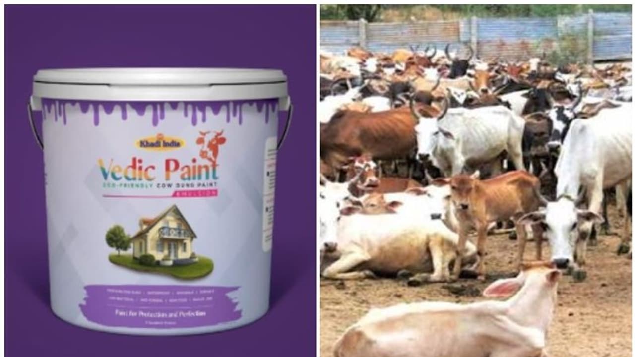 ലോഞ്ചിനൊരുങ്ങി ചാണകത്തില് നിന്നുള്ള പെയിന്റ്; വിഷമുക്തമെന്ന് നിതിന് ഗഡ്കരി ലോഞ്ചിനൊരുങ്ങി ചാണകത്തില് നിന്നുള്ള പെയിന്റ്; വിഷമുക്തമെന്ന് നിതിന് ഗഡ്കരി