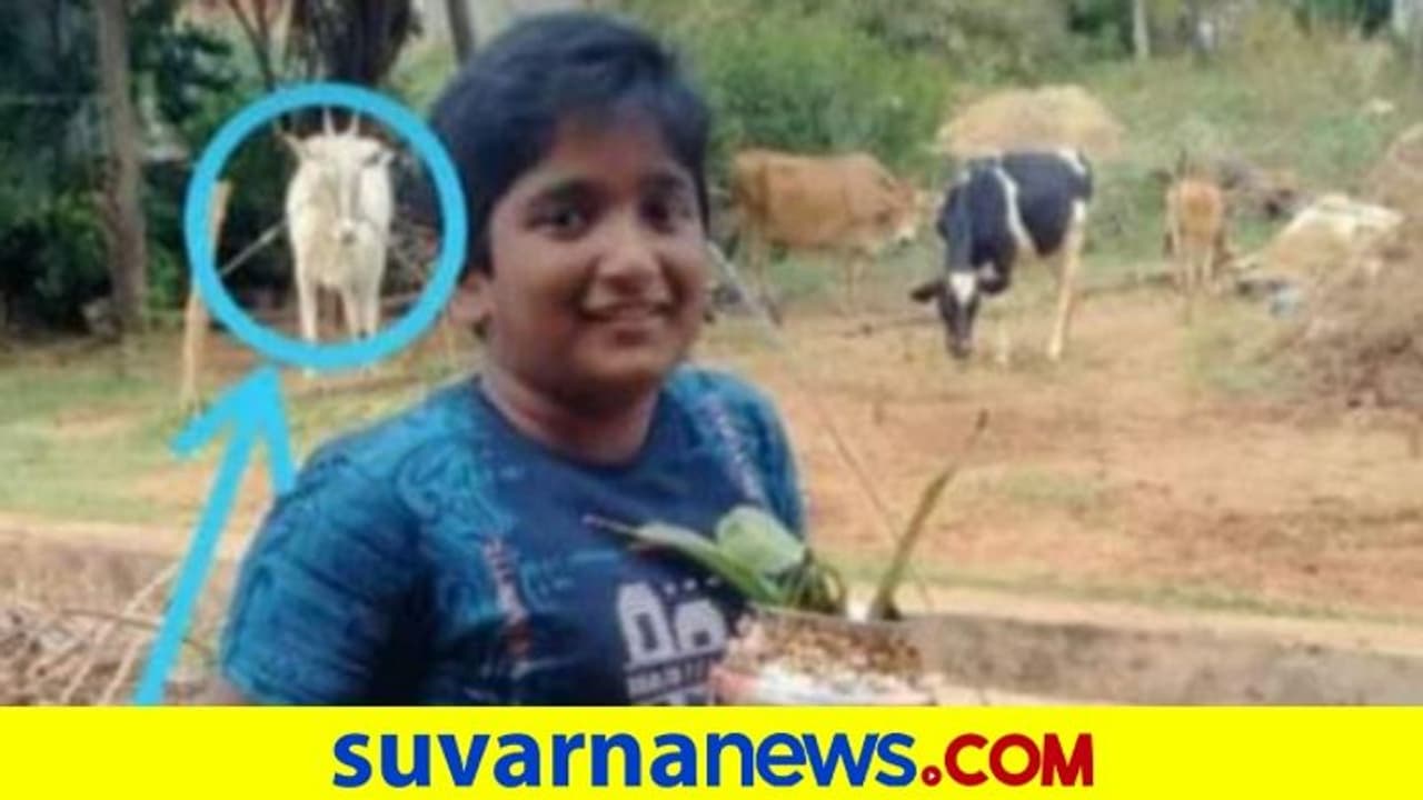 ತನ್ನನ್ನು ಸಾಕಿದ ಬಾಲಕನನ್ನೇ ತಿವಿದು ಸಾಯಿಸಿದ ಎತ್ತು