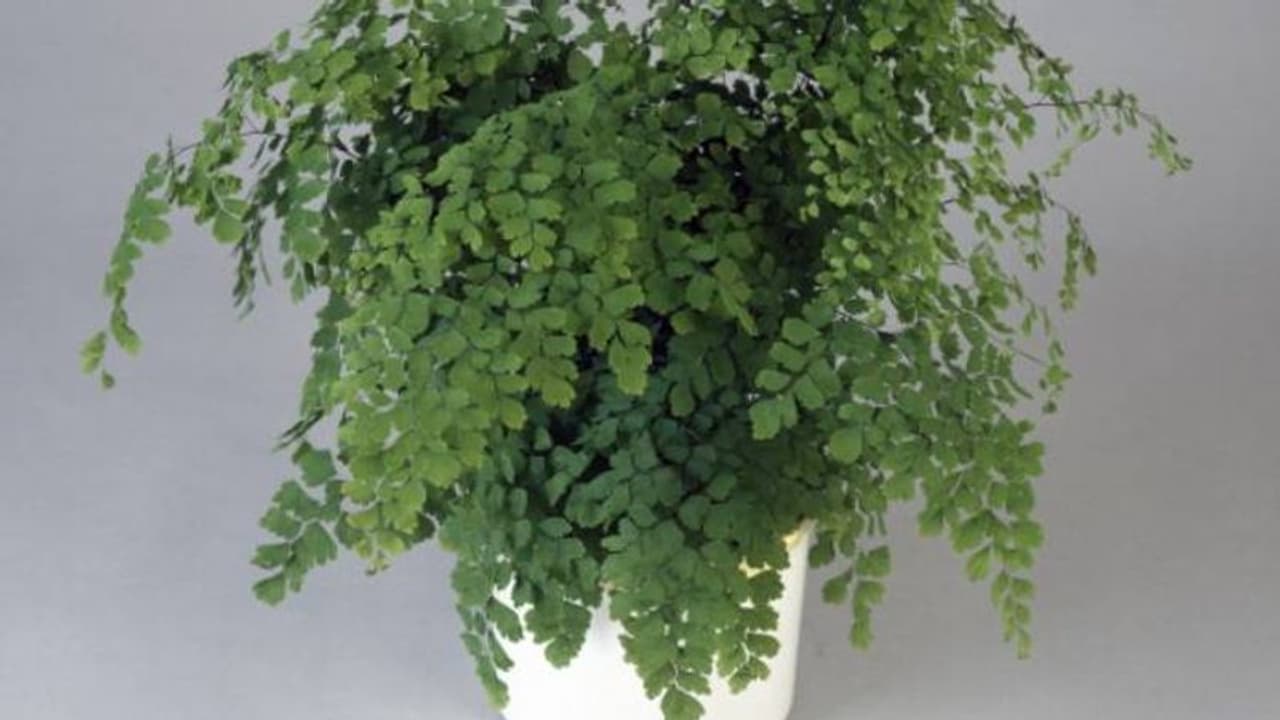മെയ്ഡന്‍ഹെയര്‍ ഫേണ്‍ വീട്ടിനുള്ളില്‍ വളര്‍ത്താം; മിതമായ പരിചരണം മാത്രം മതി