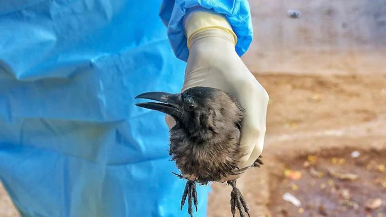 പക്ഷിപ്പനിയെ പേടിക്കേണ്ട; ശ്രദ്ധിക്കാം ഈ പത്ത് കാര്യങ്ങള്... പക്ഷിപ്പനിയെ പേടിക്കേണ്ട; ശ്രദ്ധിക്കാം ഈ പത്ത് കാര്യങ്ങള്...