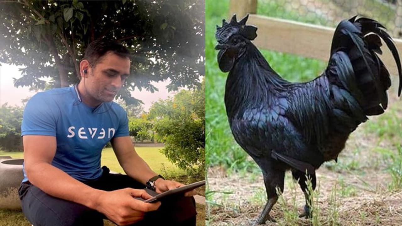 ధోనీ బిజినెస్కి బర్డ్ ఫ్లూ సెగ.. కీలక నిర్ణయం ధోనీ బిజినెస్కి బర్డ్ ఫ్లూ సెగ.. కీలక నిర్ణయం