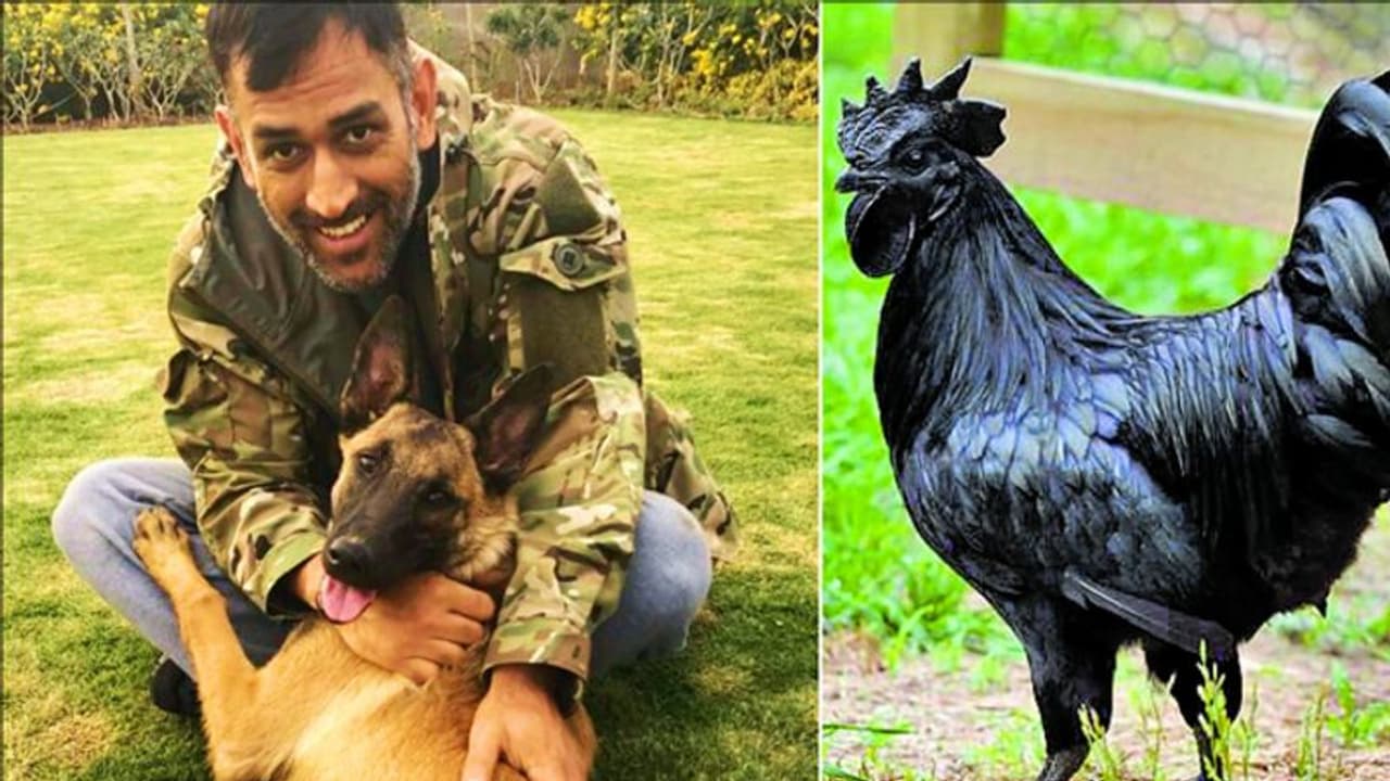 धोनी के लिए आई बुरी खबर: जिंदा दफना दिए जा रहे उनके 2500 कड़कनाथ मुर्गे..अफसरों की टीम रवाना