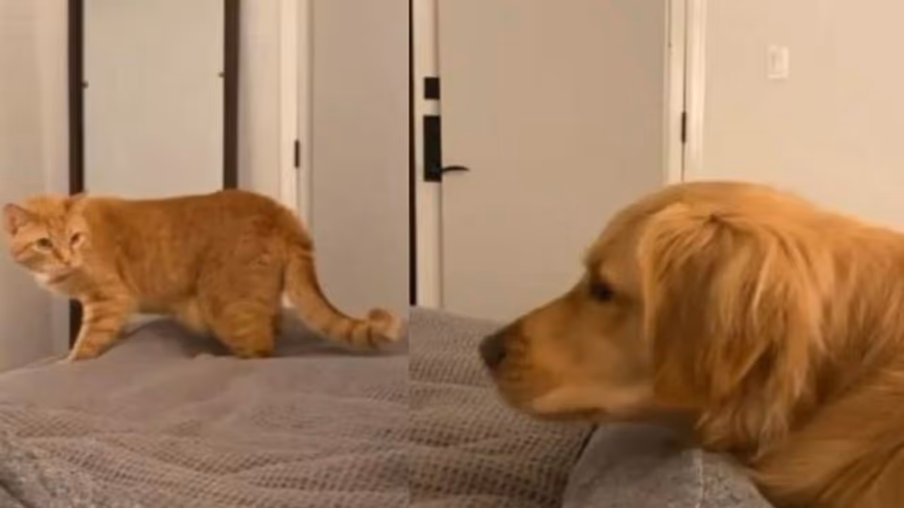 എന്താ മോളൂസേ ജാഡയാണോ? വൈറലായി നായയും പൂച്ചയും; വീഡിയോ എന്താ മോളൂസേ ജാഡയാണോ? വൈറലായി നായയും പൂച്ചയും; വീഡിയോ