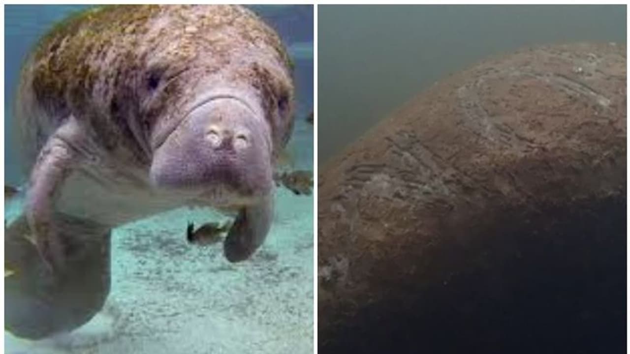 കടല്പ്പശുവിന്റെ ശരീരത്തില് ട്രംപ് എന്ന് എഴുതി അജ്ഞാതര്; അക്രമിയെ കണ്ടെത്താന് വന്തുക പ്രതിഫലം കടല്പ്പശുവിന്റെ ശരീരത്തില് ട്രംപ് എന്ന് എഴുതി അജ്ഞാതര്; അക്രമിയെ കണ്ടെത്താന് വന്തുക പ്രതിഫലം