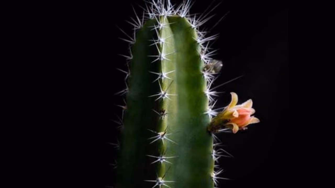 'പെറൂവിയന്‍ ആപ്പിള്‍' എന്ന മധുരമുള്ള പഴം തരുന്ന കള്ളിമുള്‍ച്ചെടി