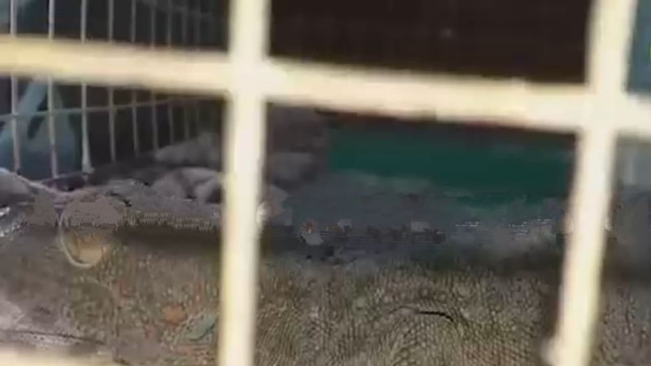 নাইলন ব্যাগের আড়ালে কোটি টাকার তক্ষক পাচারের চেষ্টা, পুলিশের জালে ২ পাচারকারী