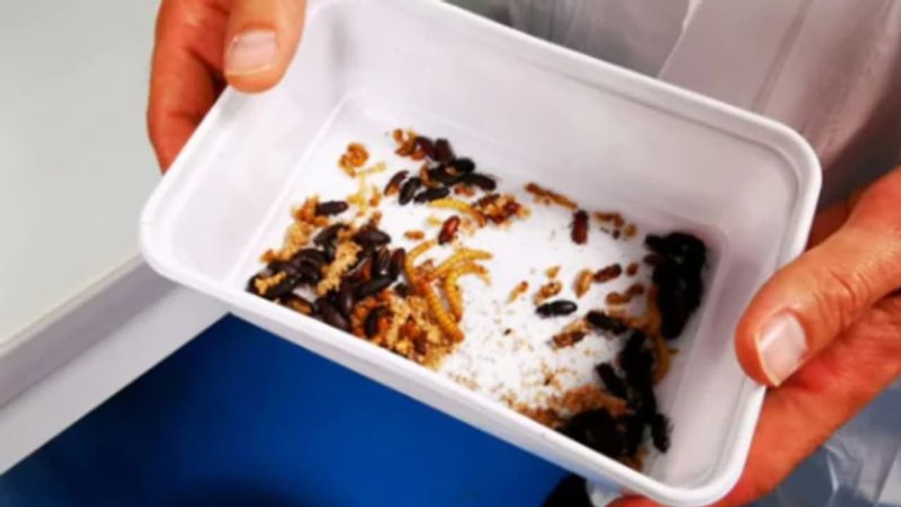 അല്‍പം മഞ്ഞപ്പുഴു വറുത്തതായാലോ?; യൂറോപ്പില്‍ ഇനി 'ഇന്‍സെക്ട് ഫുഡ്' കാലം