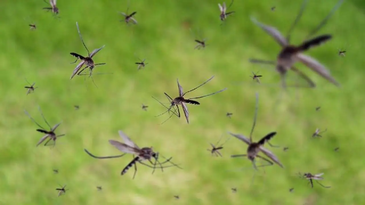 ಸೊಳ್ಳೆಗಳ ನಾಶಕ್ಕೆ ಶಿರಾ ಕೆರೆಯಲ್ಲಿ ಪ್ರಯೋಗ: ರಾಜ್ಯದಲ್ಲೇ ಮೊದಲು!