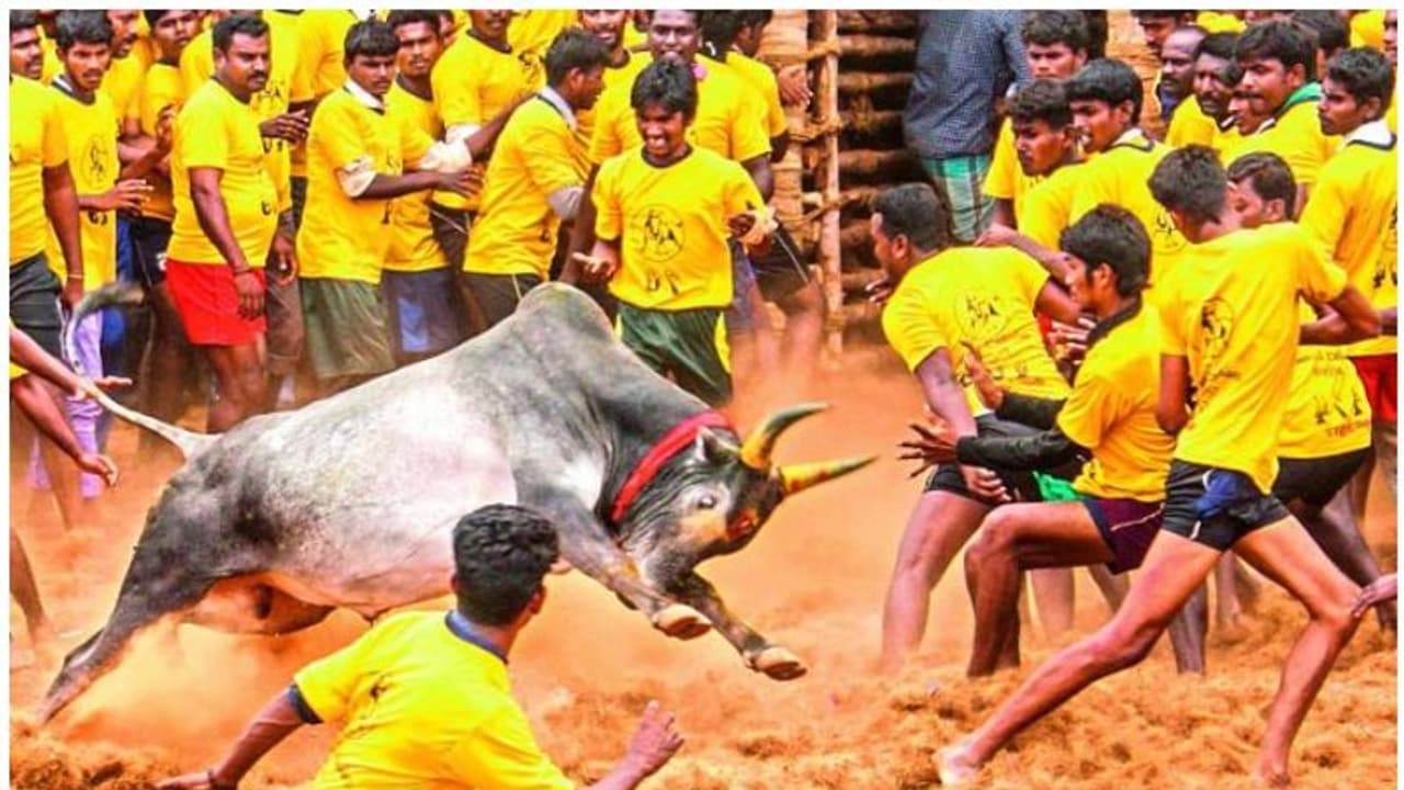 ജെല്ലിക്കെട്ടിനിടെ അപകടം; നാല് പേര്ക്ക് ഗുരുതര പരിക്ക് ജെല്ലിക്കെട്ടിനിടെ അപകടം; നാല് പേര്ക്ക് ഗുരുതര പരിക്ക്