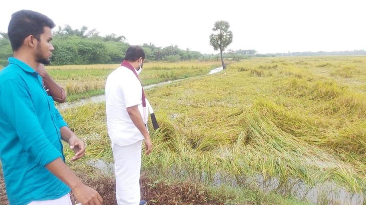 100 ஆண்டுகளுக்கு பிறகு ஜனவரியில் அடைமழை.. 35 ஆயிரம் ஹெக்டர் நெற்பயிர் சேதம். சோகத்தில் நாகை மாவட்டம். 100 ஆண்டுகளுக்கு பிறகு ஜனவரியில் அடைமழை.. 35 ஆயிரம் ஹெக்டர் நெற்பயிர் சேதம். சோகத்தில் நாகை மாவட்டம்.