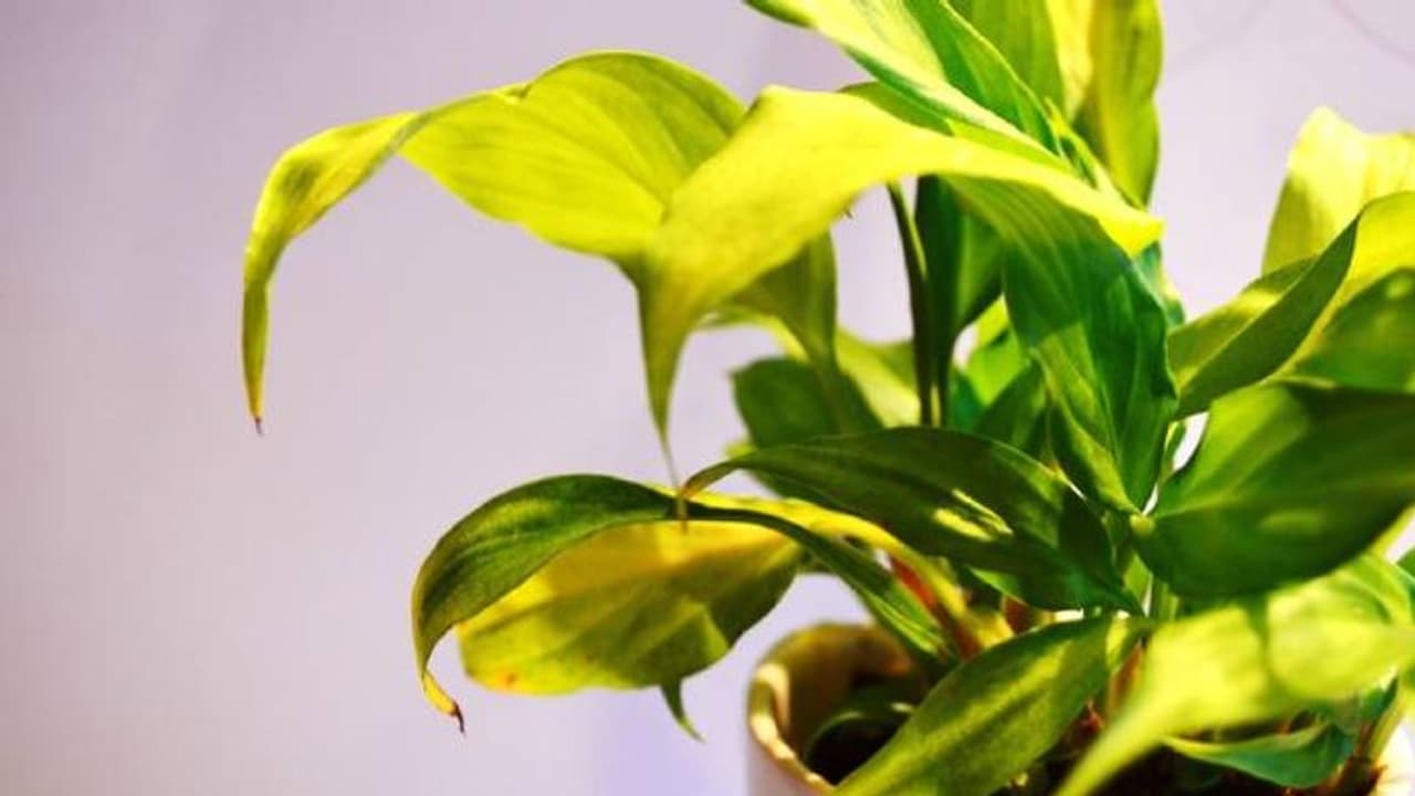 പ്രിയപ്പെട്ട ചെടികളുടെ ഇലകള്‍ കടലാസുപോലെ വരണ്ടുണങ്ങിയോ? വിഷമിക്കേണ്ട, കാരണങ്ങള്‍ അറിഞ്ഞ് പരിപാലിക്കാം