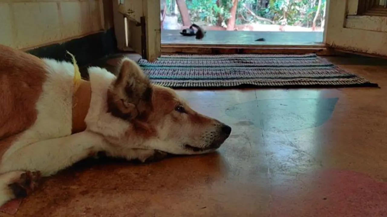 కుక్క మీద అమితమైన ప్రేమ.. ఘనంగా దశదిన కర్మ