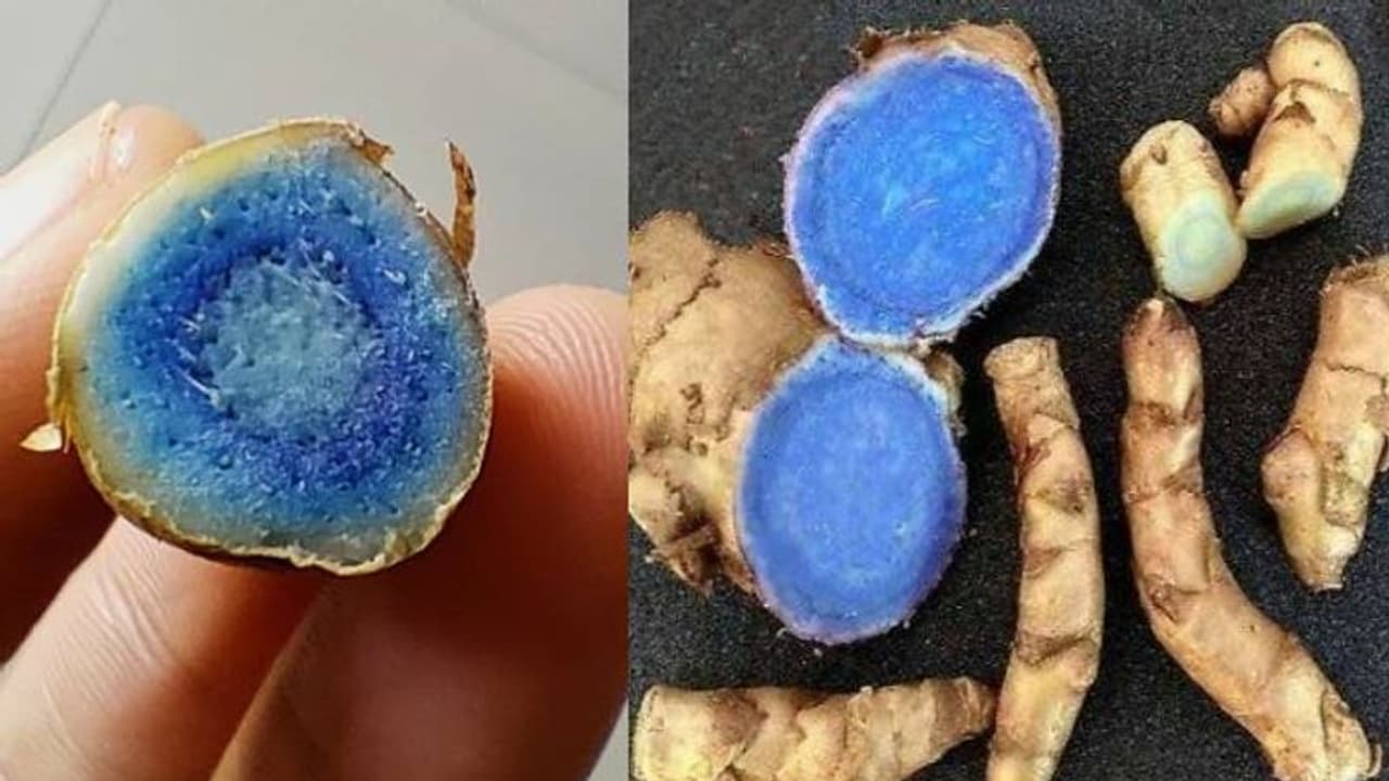 Weight Loss Tips : ತೂಕ ಇಳಿಸೋ ಚಿಂತೆ ಬಿಡಿ, ಕಪ್ಪು ಅರಿಶಿನ ಬಳಸಿ Weight Loss Tips : ತೂಕ ಇಳಿಸೋ ಚಿಂತೆ ಬಿಡಿ, ಕಪ್ಪು ಅರಿಶಿನ ಬಳಸಿ