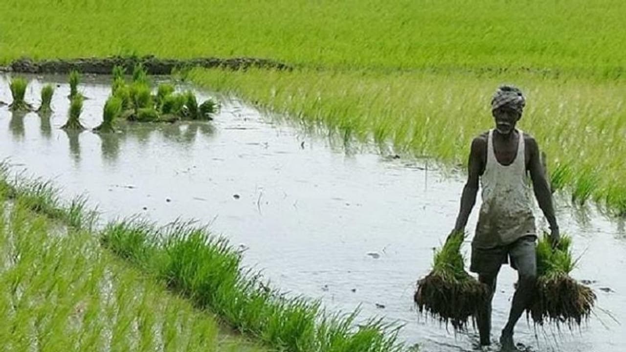 കേരളത്തിലെ നെല്ല് ഉൽപ്പാദനം വർധിച്ചു: കാർഷിക മേഖലയിലെ മുന്നേറ്റം വിശദമാക്കി സാമ്പത്തിക അവലോകന റിപ്പോർട്ട് കേരളത്തിലെ നെല്ല് ഉൽപ്പാദനം വർധിച്ചു: കാർഷിക മേഖലയിലെ മുന്നേറ്റം വിശദമാക്കി സാമ്പത്തിക അവലോകന റിപ്പോർട്ട്