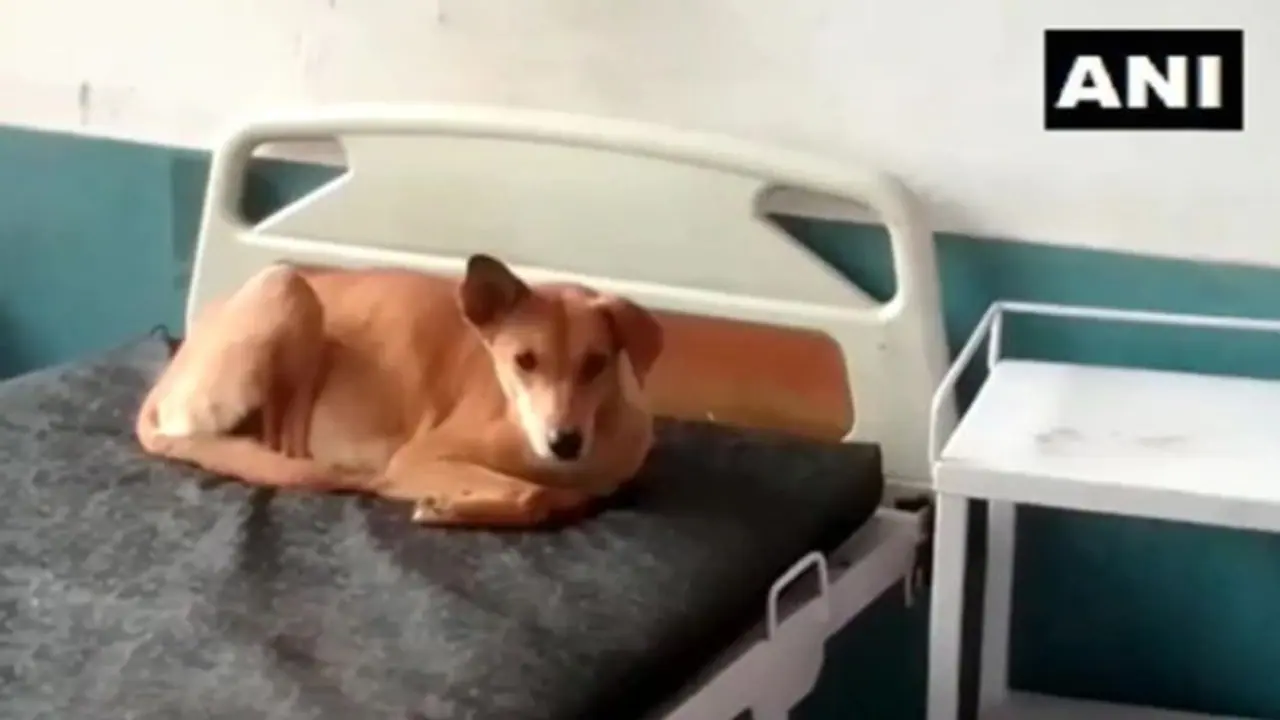 ആശുപത്രിക്കിടക്കയില് പട്ടി; ഉത്തര്പ്രദേശിലെ സര്ക്കാര് ആശുപത്രികളുടെ അവസ്ഥ! ആശുപത്രിക്കിടക്കയില് പട്ടി; ഉത്തര്പ്രദേശിലെ സര്ക്കാര് ആശുപത്രികളുടെ അവസ്ഥ!