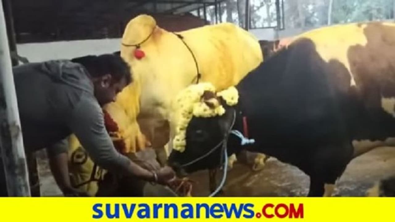 ಚಾಲೆಂಜಿಂಗ್ ಸ್ಟಾರ್ ಸಂಕ್ರಾಂತಿ ಸಂಭ್ರಮ.. ಕಿಚ್ಚು ಹಾಯಿಸಿದ ದಚ್ಚು! ವಿಡಿಯೋ ಚಾಲೆಂಜಿಂಗ್ ಸ್ಟಾರ್ ಸಂಕ್ರಾಂತಿ ಸಂಭ್ರಮ.. ಕಿಚ್ಚು ಹಾಯಿಸಿದ ದಚ್ಚು! ವಿಡಿಯೋ