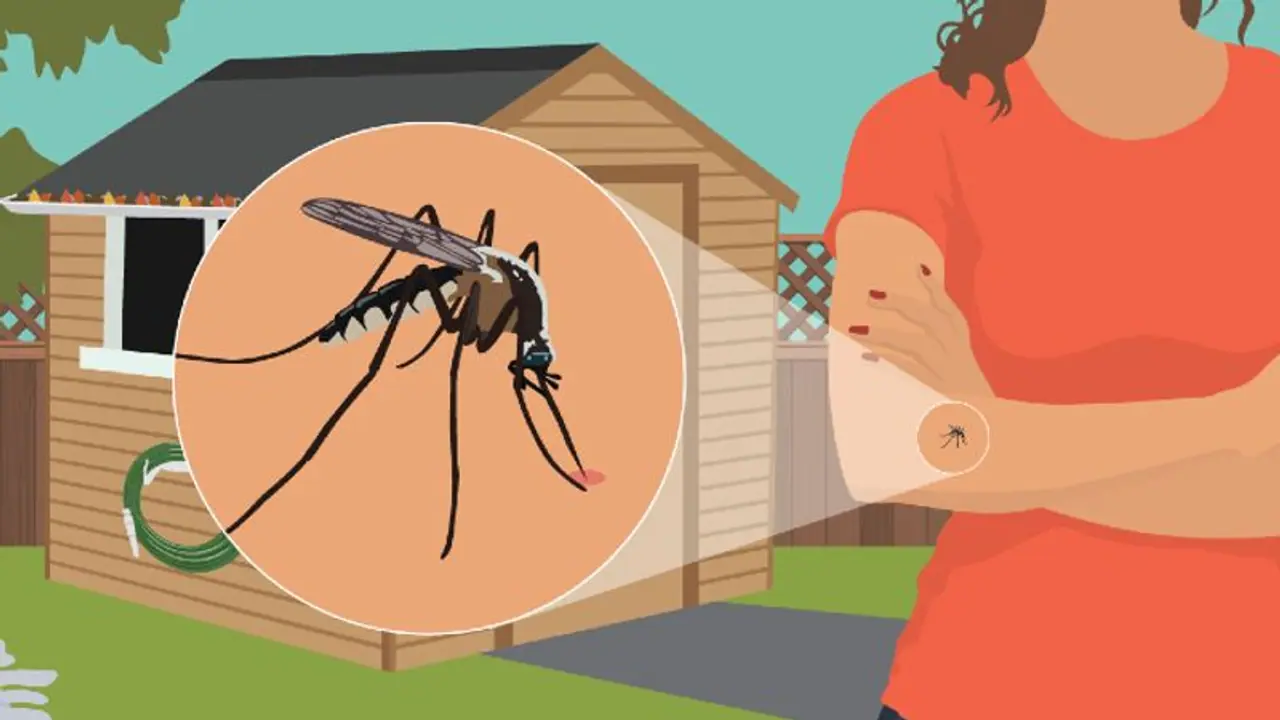 ஒவ்வொரு பருவ காலத்திலும் நீங்கள் கொசுக்களைப் பற்றி எச்சரிக்கையாக இருக்க வேண்டிய முதல் 4 காரணங்கள் ஒவ்வொரு பருவ காலத்திலும் நீங்கள் கொசுக்களைப் பற்றி எச்சரிக்கையாக இருக்க வேண்டிய முதல் 4 காரணங்கள்