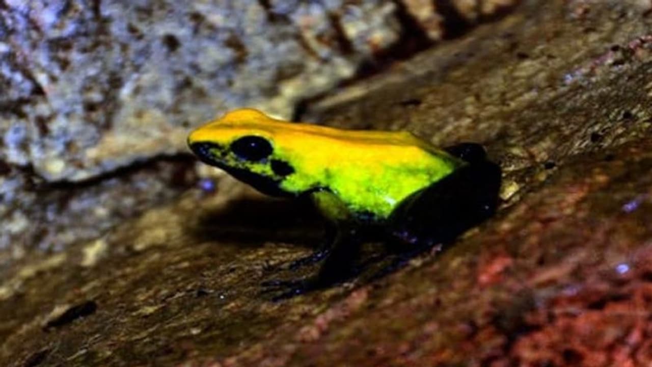 ಮಲೆನಾಡಿನಲ್ಲಿ ಎಲ್ಲೆಲ್ಲೂ ಈಗ ಹಳದಿ ಕಪ್ಪೆಗಳು! ಮಲೆನಾಡಿನಲ್ಲಿ ಎಲ್ಲೆಲ್ಲೂ ಈಗ ಹಳದಿ ಕಪ್ಪೆಗಳು!