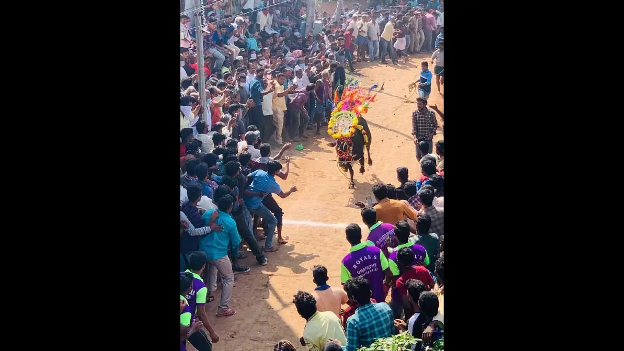 తిరుపతి జిల్లాలో జల్లికట్టు పోటీలు.. భారీగా తరలివచ్చిన జనం.. చంద్రగిరిలో ముగ్గురికి గాయాలు.. తిరుపతి జిల్లాలో జల్లికట్టు పోటీలు.. భారీగా తరలివచ్చిన జనం.. చంద్రగిరిలో ముగ్గురికి గాయాలు..