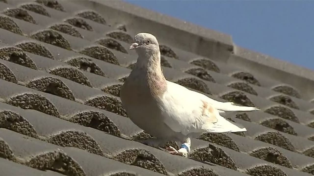 അമേരിക്കയ്ക്കും ഓസ്ട്രേലിയയ്ക്കും ഇടയിൽ മരണവും കാത്ത് ഒരു വെള്ളരിപ്രാവ് അമേരിക്കയ്ക്കും ഓസ്ട്രേലിയയ്ക്കും ഇടയിൽ മരണവും കാത്ത് ഒരു വെള്ളരിപ്രാവ്