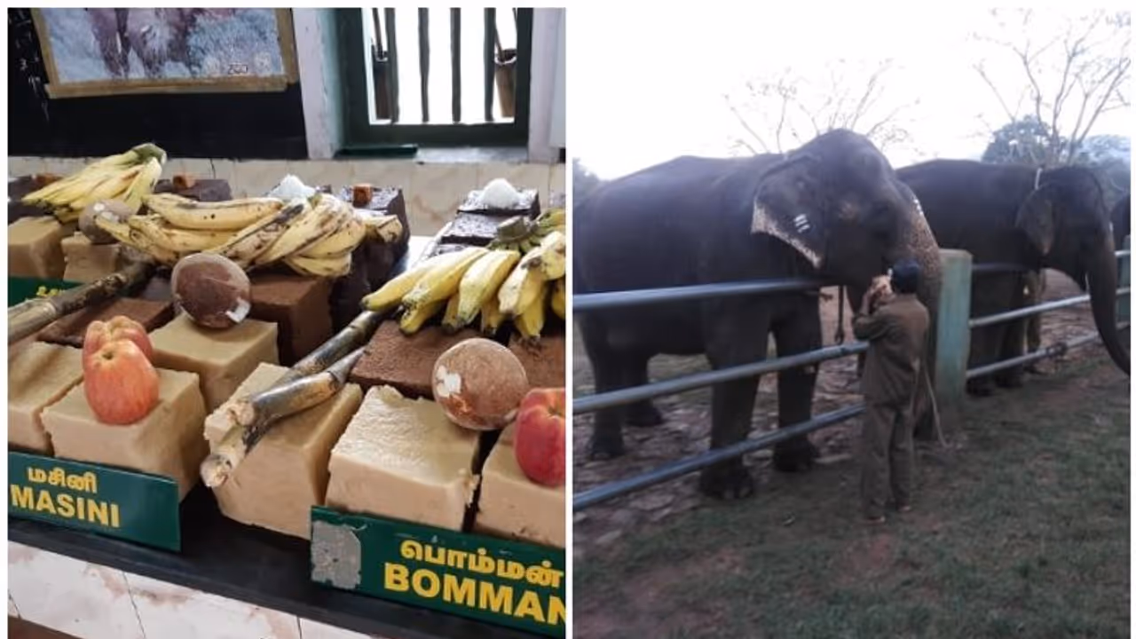 സഞ്ചാരികള്‍ക്ക് കാഴ്ചയൊരുക്കി മുതുമലയിലെ ആനയൂട്ട്; ആദിവാസികള്‍ക്കൊപ്പം പൊങ്കല്‍ ആഘോഷിച്ച് പൊലീസും