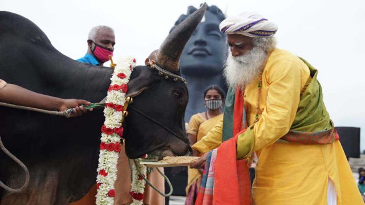 ஈஷாவில் மலைச்சாரலில் கோலகலமாக நடந்த மாட்டுப் பொங்கல் விழா ஈஷாவில் மலைச்சாரலில் கோலகலமாக நடந்த மாட்டுப் பொங்கல் விழா