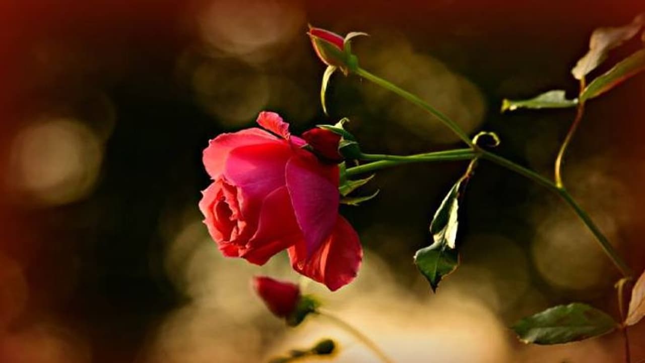 പനിനീര്‍ച്ചെടിയെ ബാധിക്കുന്ന അസുഖങ്ങളും പ്രതിരോധ മാര്‍ഗങ്ങളും