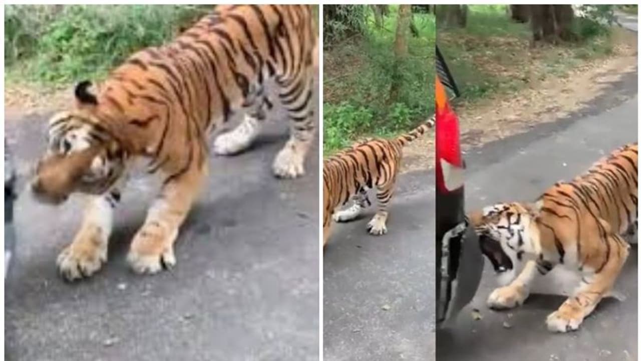 കടുവ കടിച്ചുവലിച്ചു, കേടായ കാര് യാത്രികരുമായി നീങ്ങി, പിന്നെ സംഭവിച്ചത്! കടുവ കടിച്ചുവലിച്ചു, കേടായ കാര് യാത്രികരുമായി നീങ്ങി, പിന്നെ സംഭവിച്ചത്!