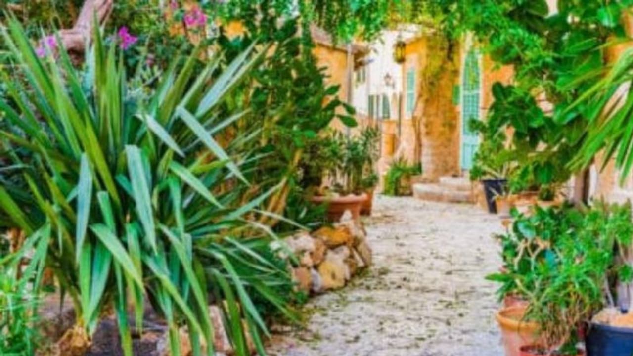 বাড়ির বাগানে ব্যালকনিতে এই গাছগুলো নেই তো, সংসারে আসতে পারে ঘোর বিপদ বাড়ির বাগানে ব্যালকনিতে এই গাছগুলো নেই তো, সংসারে আসতে পারে ঘোর বিপদ