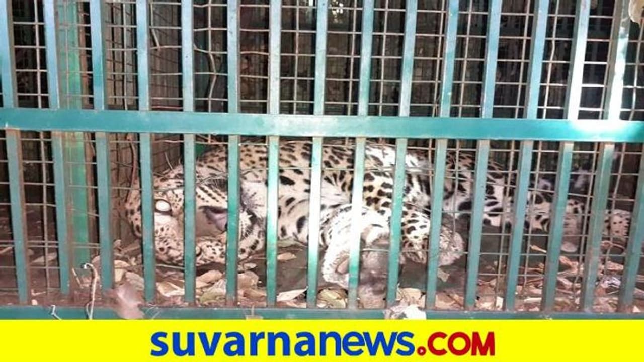 ಗಂಗಾವತಿ: ಅಡುಗೆಭಟ್ಟನನ್ನ ತಿಂದು ತೇಗಿದ್ದ ಚಿರತೆ ಸೆರೆ, ನಿಟ್ಟುಸಿರು ಬಿಟ್ಟ ಗ್ರಾಮಸ್ಥರು..!