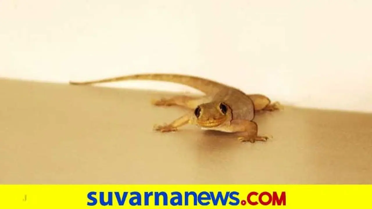 ಹಲ್ಲಿಯಿಂದ ತಿಳಿಯಬಹುದು ಭವಿಷ್ಯ...ಹಲ್ಲಿಗೆ ಸಂಬಂಧಿಸಿದ ಶುಭ ಅಶುಭ ವಿಚಾರಗಳು ಹಲ್ಲಿಯಿಂದ ತಿಳಿಯಬಹುದು ಭವಿಷ್ಯ...ಹಲ್ಲಿಗೆ ಸಂಬಂಧಿಸಿದ ಶುಭ ಅಶುಭ ವಿಚಾರಗಳು