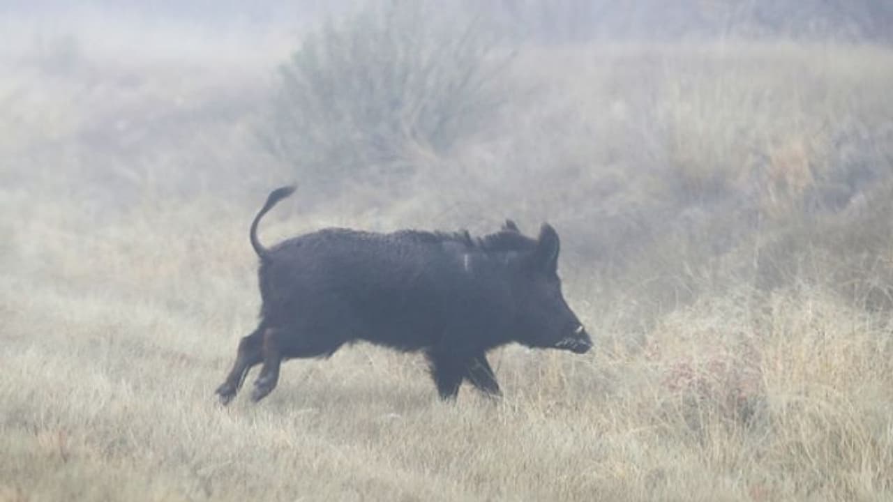 ഇടുക്കി നെടുങ്കണ്ടത്ത് കാട്ടുപന്നിയുടെ ആക്രമണത്തില് തൊഴിലാളികള്ക്ക് പരുക്ക് ഇടുക്കി നെടുങ്കണ്ടത്ത് കാട്ടുപന്നിയുടെ ആക്രമണത്തില് തൊഴിലാളികള്ക്ക് പരുക്ക്
