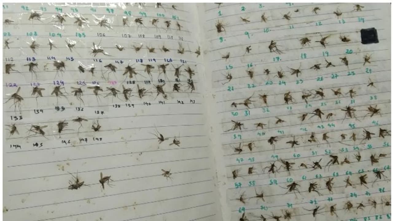 ടെന്‍ഷന്‍ കുറക്കാന്‍ കൊതുകുകളെ കൊന്ന് പുസ്തകത്തിലൊട്ടിച്ചു വയ്ക്കും, വിചിത്രമായ വിനോദമുള്ള പെണ്‍കുട്ടി