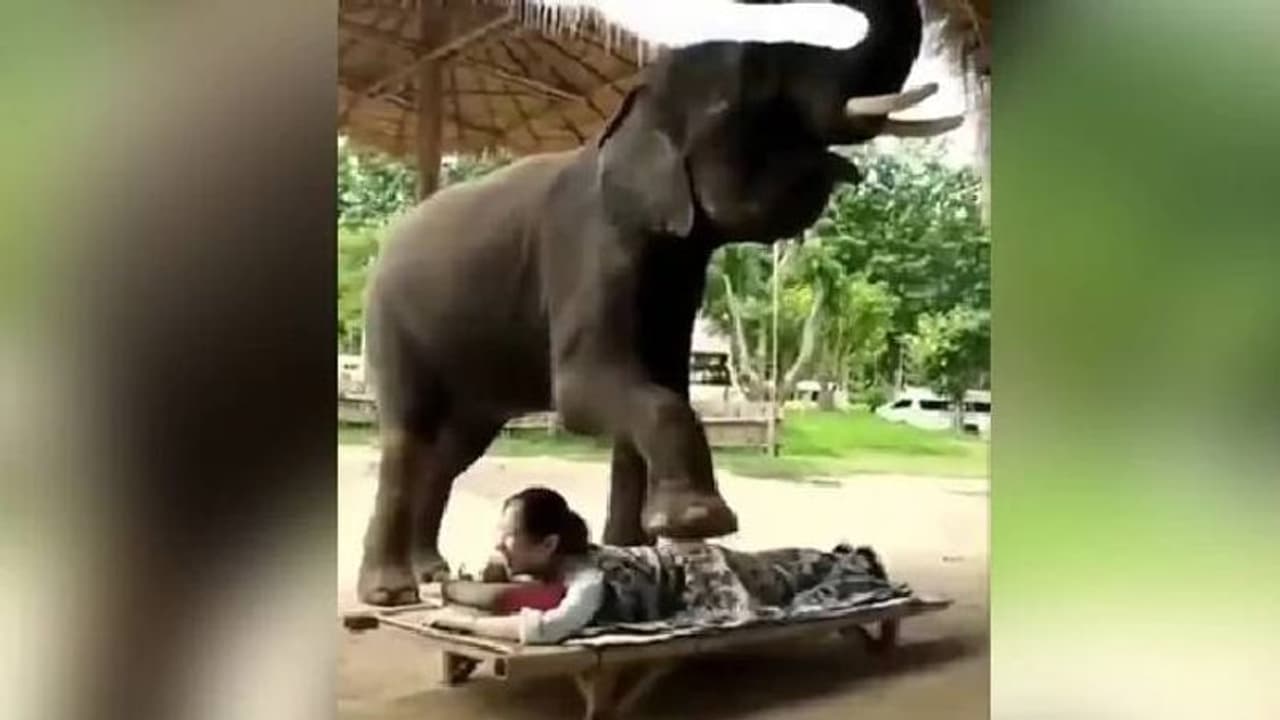 യുവതിക്ക് മസാജ് ചെയ്യുന്ന ആന; വൈറലായി വീഡിയോ യുവതിക്ക് മസാജ് ചെയ്യുന്ന ആന; വൈറലായി വീഡിയോ