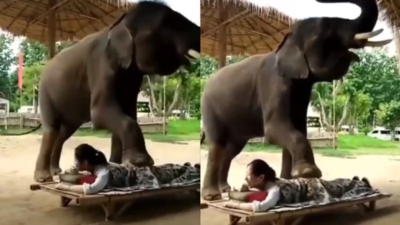 মহিলাকে বডি ম্যাসাজ দিচ্ছে হাতি, সোশ্যাল মিডিয়ায় ব্যাপকভাবে ভাইরাল এই ভিডিও মহিলাকে বডি ম্যাসাজ দিচ্ছে হাতি, সোশ্যাল মিডিয়ায় ব্যাপকভাবে ভাইরাল এই ভিডিও