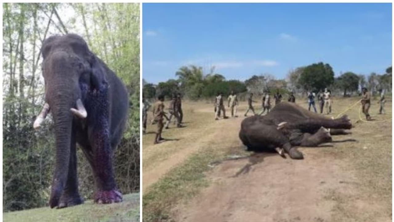 ഒടുവില് ബൊക്കാപുരത്തെ കാട്ടുകൊമ്പന് യാത്രയായി; അന്ത്യം ചികിത്സ നല്കാന് മയക്കുവെടി വെച്ചതിനെ തുടര്ന്ന് ഒടുവില് ബൊക്കാപുരത്തെ കാട്ടുകൊമ്പന് യാത്രയായി; അന്ത്യം ചികിത്സ നല്കാന് മയക്കുവെടി വെച്ചതിനെ തുടര്ന്ന്