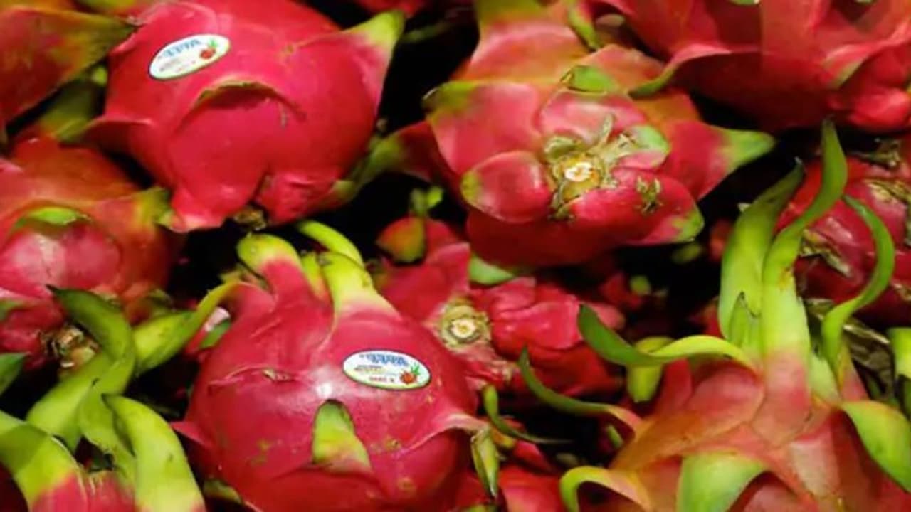 गजब: शहर स्टेशन क्या गुजरात में सीएम ने बदल दिया इस मशहूर फल का नाम, अमेरिका में बिकता है यह फ्रूट गजब: शहर स्टेशन क्या गुजरात में सीएम ने बदल दिया इस मशहूर फल का नाम, अमेरिका में बिकता है यह फ्रूट