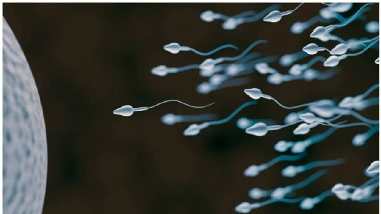 কমে যাচ্ছে পুরুষের শুক্রাণুর সংখ্যা, চাঞ্চল্যকর গবেষণায় 'দায়ী' প্যারাসিটামল আর রাসায়নিক কমে যাচ্ছে পুরুষের শুক্রাণুর সংখ্যা, চাঞ্চল্যকর গবেষণায় 'দায়ী' প্যারাসিটামল আর রাসায়নিক
