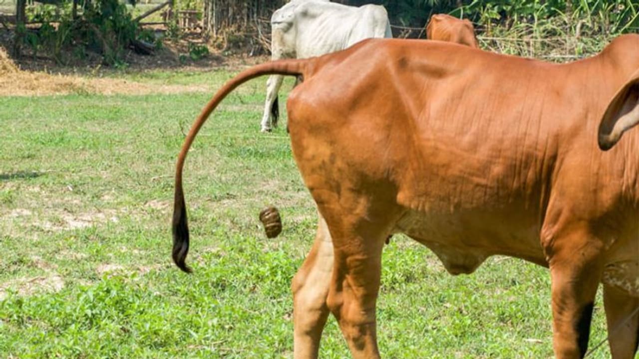 மத்திய அமைச்சருக்கு கோமியம் அனுப்பி வைத்த காங்கிரஸ் எம்.எல்.ஏ... கொரோனா நோயாளிகளுக்கு அளிக்க பரிந்துரை..!