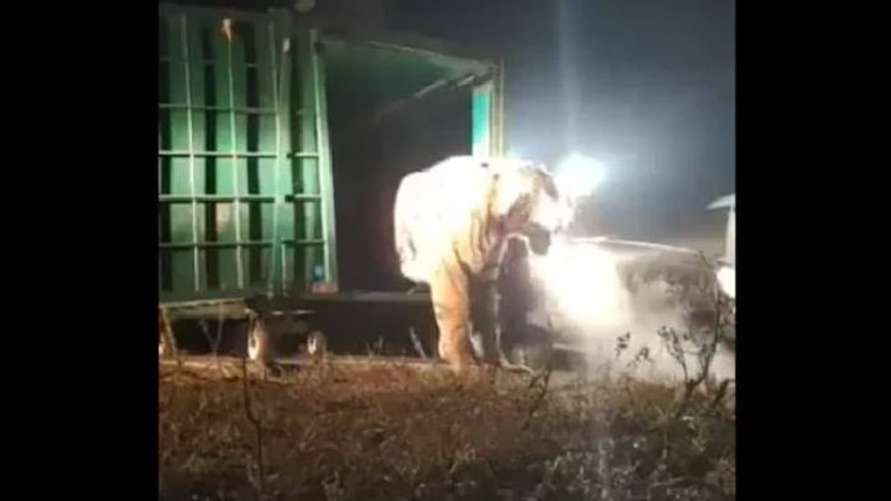 ഈ കടുവ എന്താ പുകവലിക്കുകയാണോ? സോഷ്യല്‍ മീഡിയ ചോദിക്കുന്നു; വൈറലായി വീഡിയോ