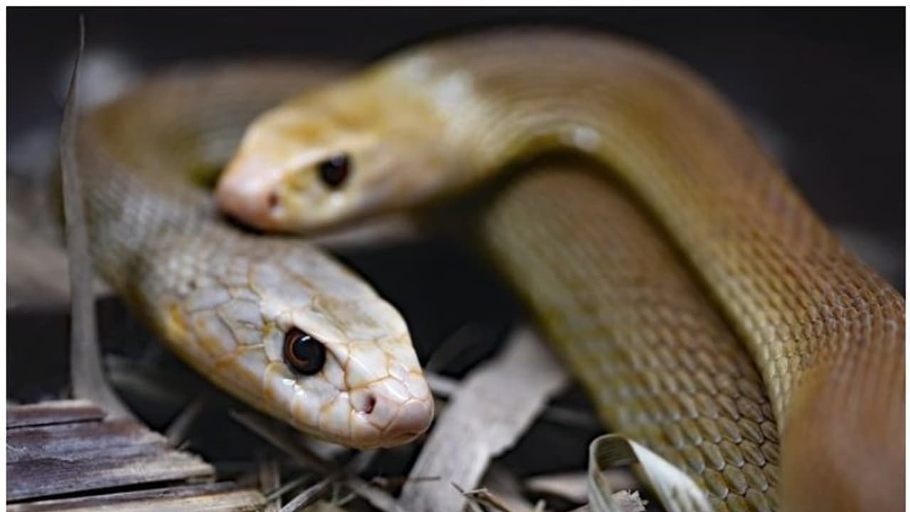 എഴുപത്തിരണ്ടോളം വിഷമുള്ള പാമ്പുകൾക്കൊപ്പം 72 മണിക്കൂർ ചെലവിട്ട് ഗിന്നസ് റെക്കോർഡിലിടം നേടിയ മനുഷ്യന്‍!