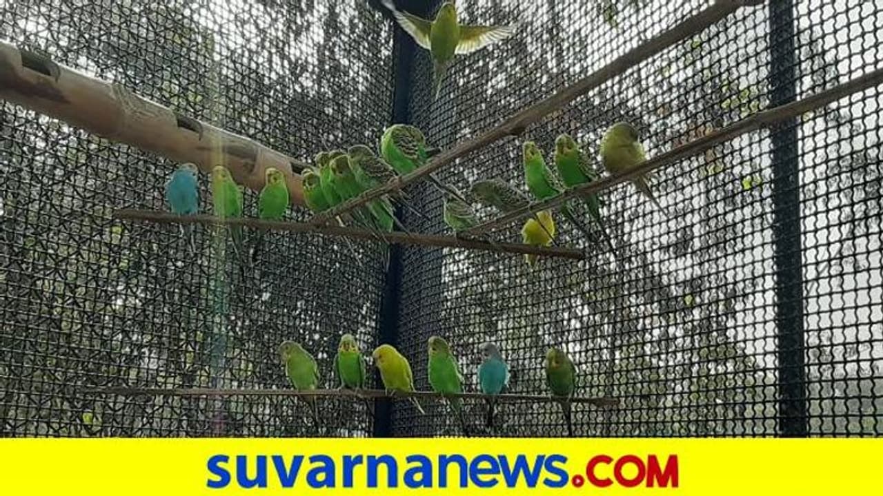 ‘ಲವ್ ಬರ್ಡ್ಸ್’ ನೋಡಲು ಮುಗಿಬಿದ್ದ ಜನ..! ‘ಲವ್ ಬರ್ಡ್ಸ್’ ನೋಡಲು ಮುಗಿಬಿದ್ದ ಜನ..!