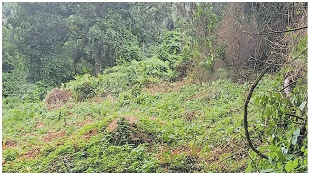 വനപാലകർക്ക് നേരെ നായാട്ട് സംഘത്തിന്റെ ആക്രമണം വനപാലകർക്ക് നേരെ നായാട്ട് സംഘത്തിന്റെ ആക്രമണം