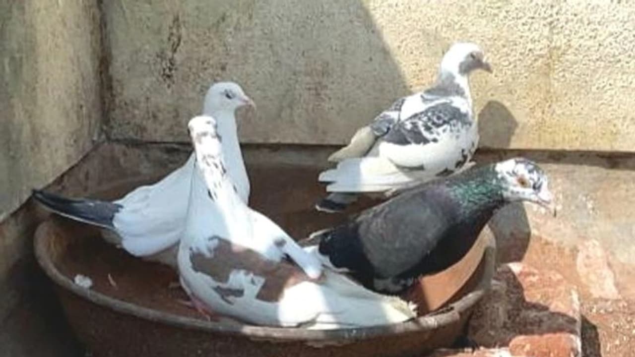 షాకింగ్.. పావురాలు కొనడానికి వచ్చి పొడిచి, పారిపోయాడు.. షాకింగ్.. పావురాలు కొనడానికి వచ్చి పొడిచి, పారిపోయాడు..