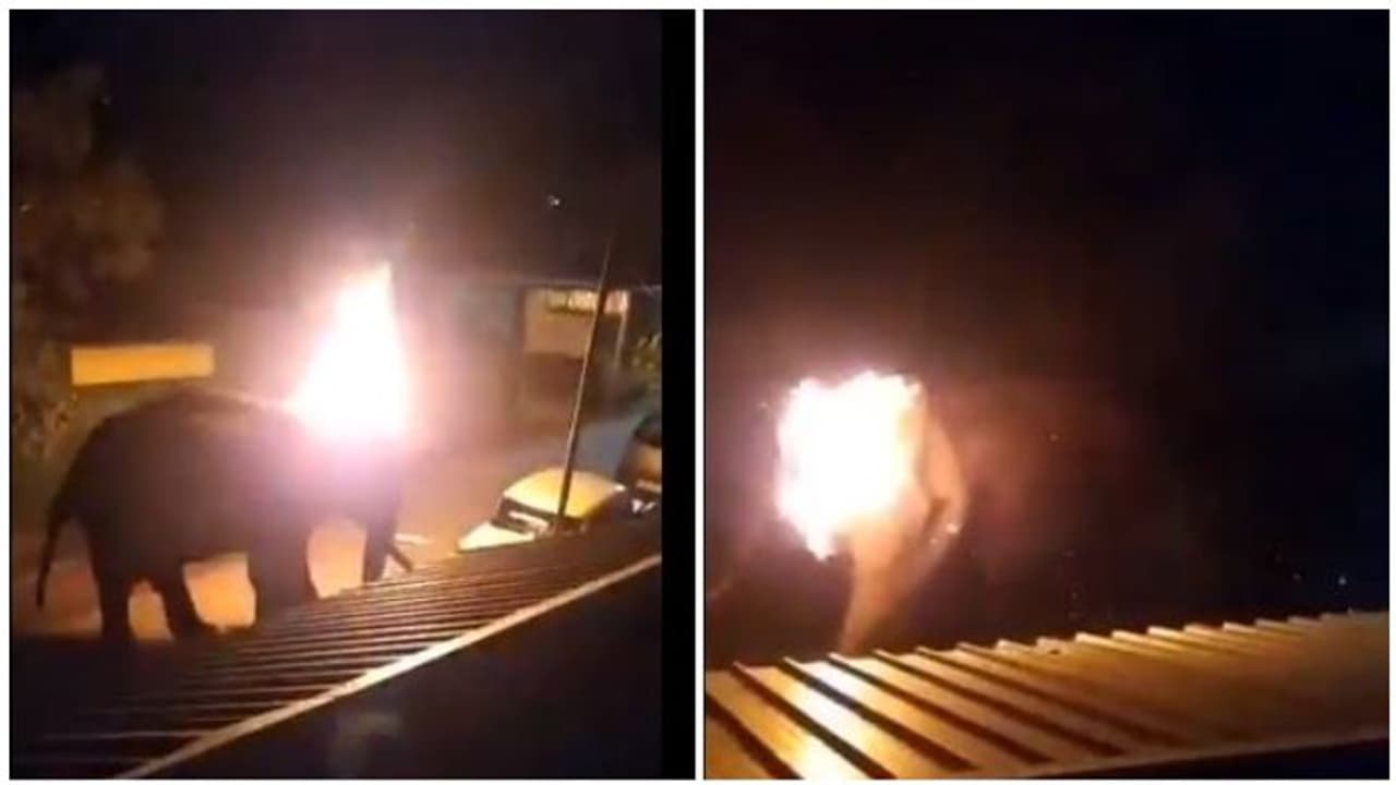 யானை மீது தீ வைத்து கொன்ற நெஞ்சை பதற வைக்கும் காட்சி... வெளியானது வீடியோ..! யானை மீது தீ வைத்து கொன்ற நெஞ்சை பதற வைக்கும் காட்சி... வெளியானது வீடியோ..!