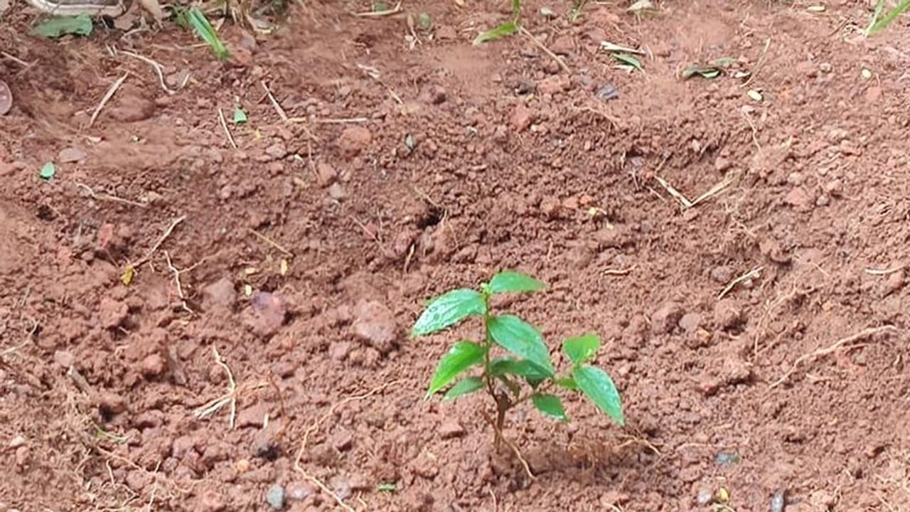 সুস্থ হোক পৃথিবী, ছেলের জন্মদিনে গাছের চারা বিতরণ করে প্রার্থনা দম্পতির